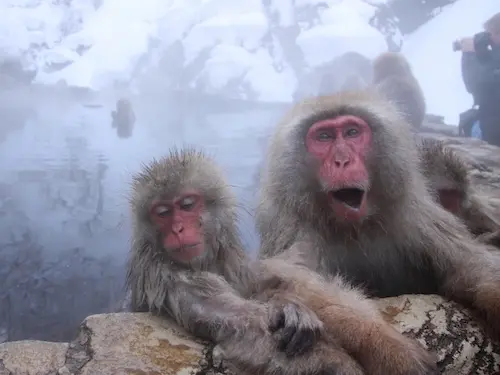 温泉に浸かる日本猿の写真