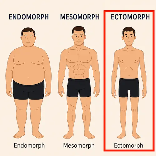 ectomorph